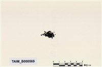 藏品(紫萼苔屬)的圖片